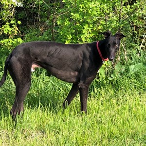 Greyhound Trust Shropshire & Borders Aaron