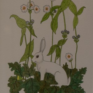 'White Hare' Watercolour and Pen by A.E. Morgan