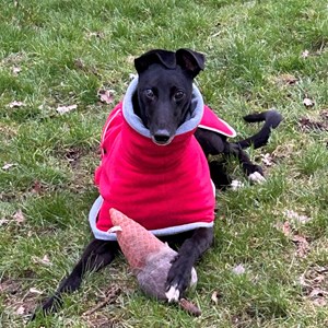 Greyhound Trust Shropshire & Borders Fizz and Chardonnay