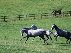 Chaddleworth Parish Council HEROS Charity