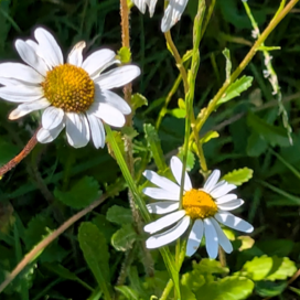 Oxeye Daisy