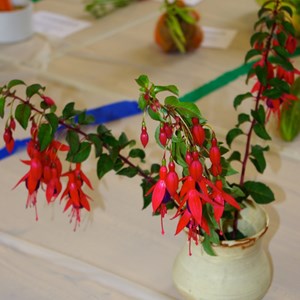 Mickleham and Westhumble Horticultural Society September 2016 show pictures