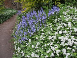 Bluebells and Wild Garlic
