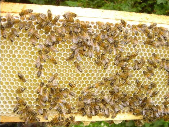 The Bee Depot