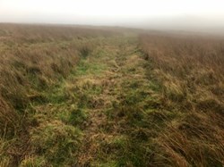 Wandering Paths in Wetland