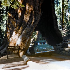 Tunnel Tree, Marposa Grove, Yosemite
