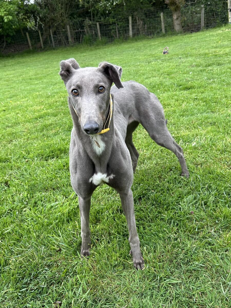 Greyhound Trust Shropshire & Borders Holly