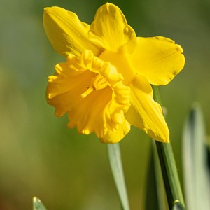 Spring is coming