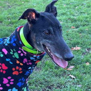 Greyhound Trust Shropshire & Borders Lenny