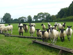 Photo by Phil Rowland