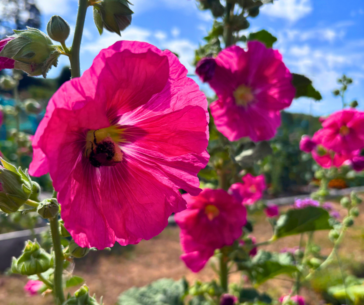 Photo of flower at the allotments