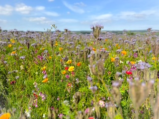 Wildflowers!