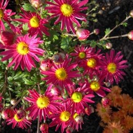 Chrysanthemum 'Ahlemer Rote'