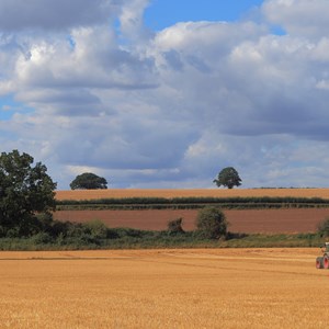 11. The Harrowing