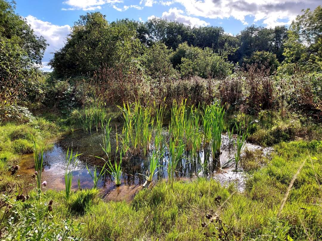 BMAT Walk Meadow