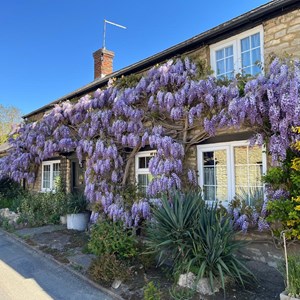 Wisteria in full bloom