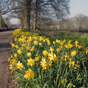 Dalwood Parish Council Home