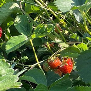 Benenden Parish Council Allotment Association