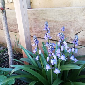 Carol Weare: Spanish bluebells, naughty but nice, but I will not let them seed.