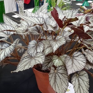 Mannings Heath & District Horticultural Society Photo Gallery