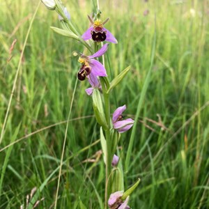 Bee Orchid - Dominic Ridley