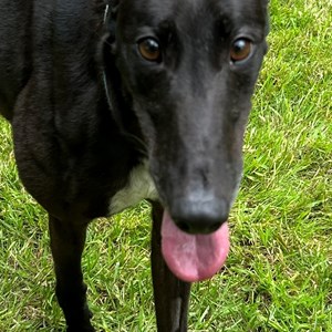 Greyhound Trust Shropshire & Borders Hazel