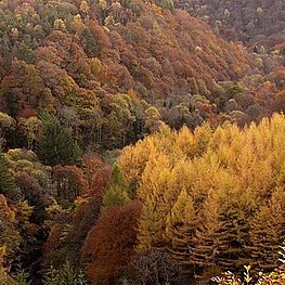 Allen Banks & Staward Gorge