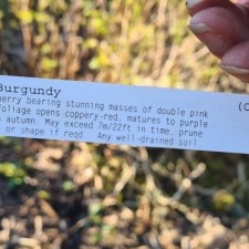 Planting Cherry Trees – Volunteers planting new cherry trees in the village.