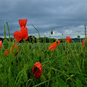 Poppies & Dark Sky Over Berwick - Claire Whatley