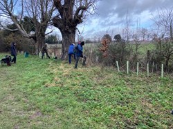 Hedgerow strengthening at PHouseman