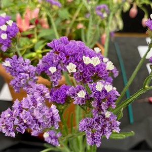 Mannings Heath & District Horticultural Society Photo Gallery