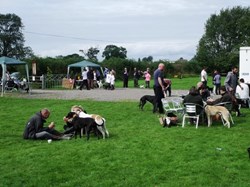 2015 Lurcher Show