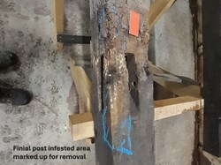 Finial post infested area marked up for removal