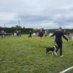 Whixall Social Centre Whixall Companion Dog Show 2024