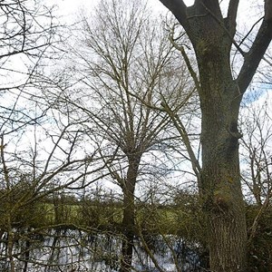 Black Poplar and pond