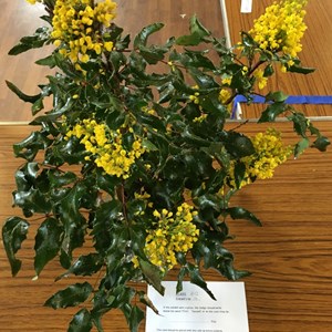 Mickleham and Westhumble Horticultural Society April 2016 show pictures