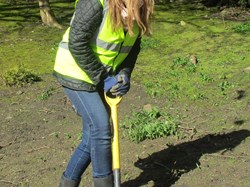 Transplanting snowdrops