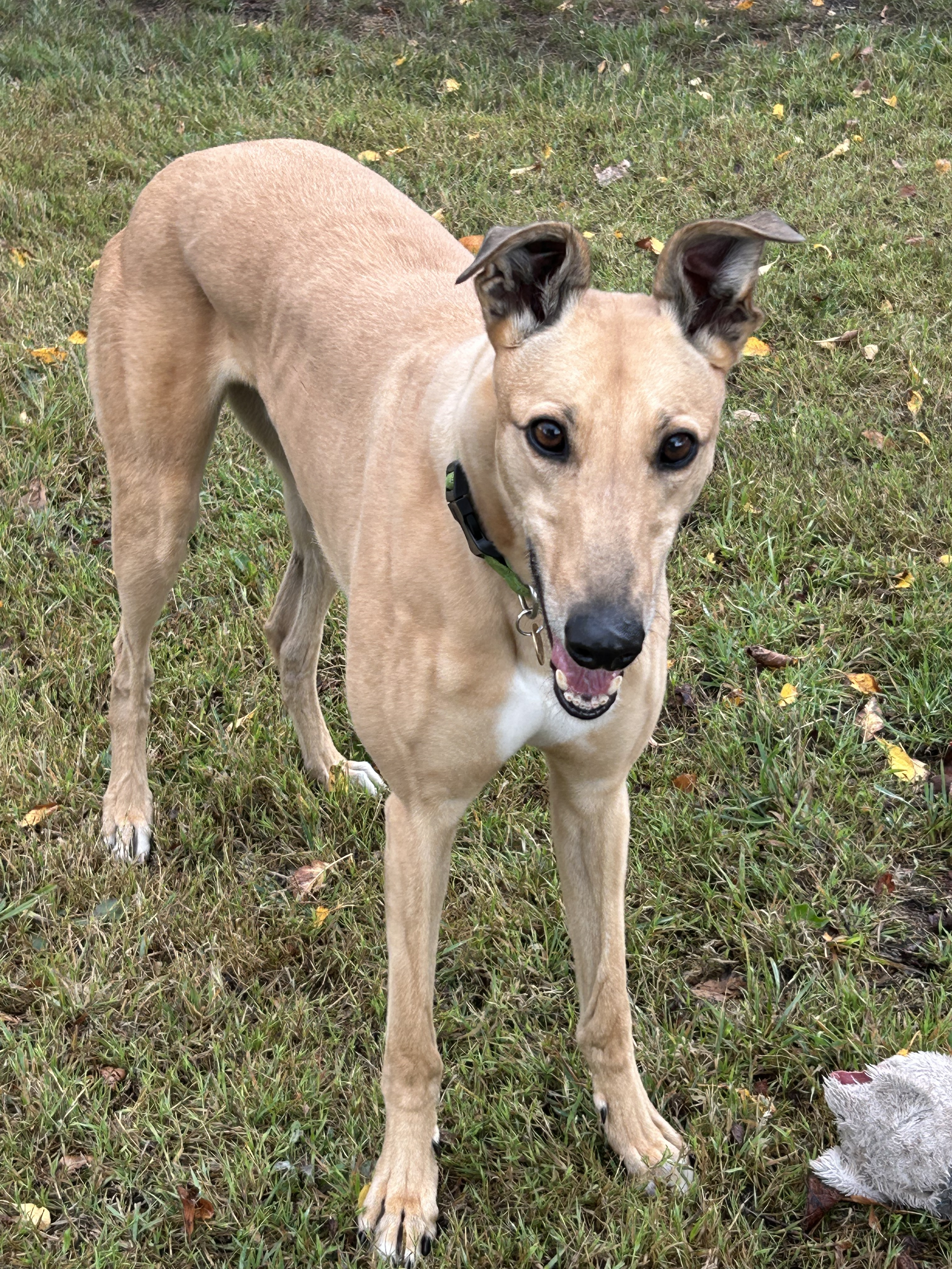 Greyhound Trust Shropshire & Borders Eli