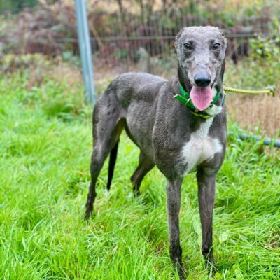 Greyhound Trust Shropshire & Borders Millie - currently at South West Wales.