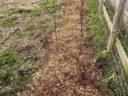 Wybunbury Parish Council Sally Clarkes Meadow