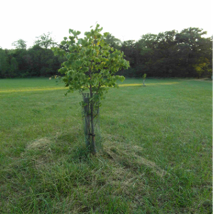 Large leaved lime, Marsh Common.