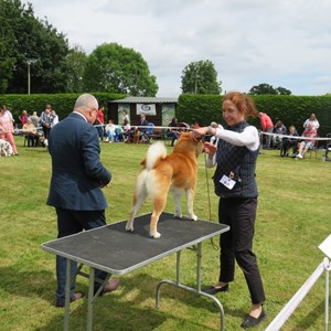 Whixall Social Centre Whixall Companion Dog Show 2022 Report