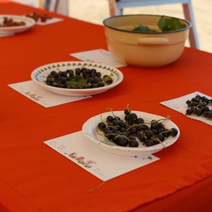 HBT Horticultural Society Photographs 2026