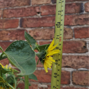 The Plough  Tallest Sunflower Competition 2021