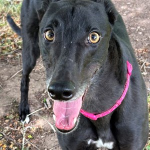 Cabbage - visit her page for more information.