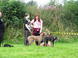 2015 Lurcher Show
