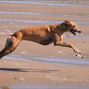 Greyhound Trust Shropshire & Borders 2026 Calendar for sale!