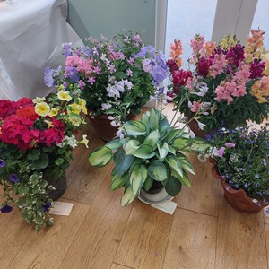 Bucklebury and Marlston Horticultural Society Summer Show Report 2024