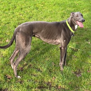 Greyhound Trust Shropshire & Borders Marco - RESERVED