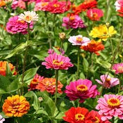 Droxford Village Community Summer Show 2025